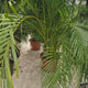 Palmier Dypsis (Areca) Lutescens - 220-250 cm