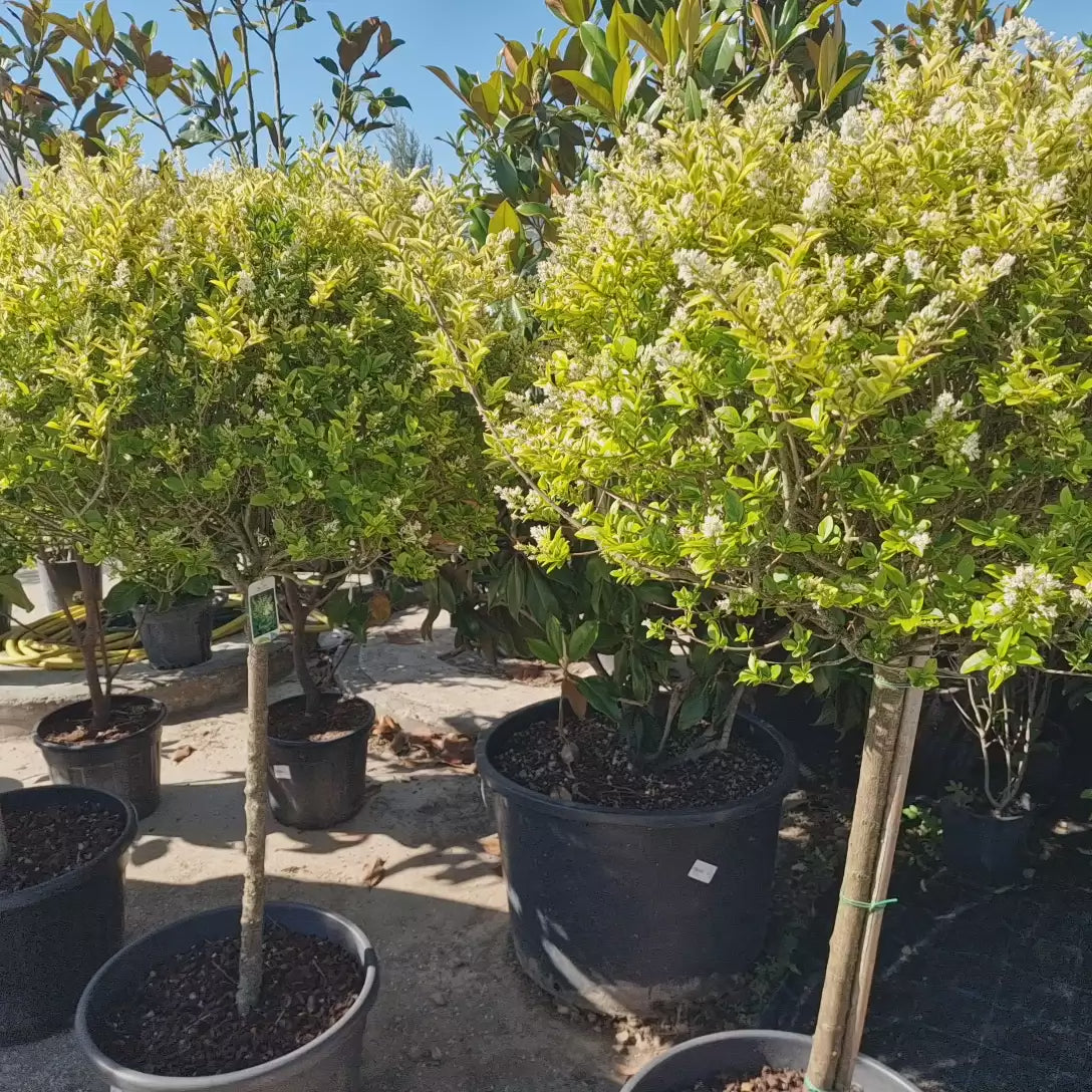 Lemn Cainesc Auriu Copac (Ligustrum Ovalifolium Aureum), cu frunza ovala bicolora, gard viu decorativ, semi-vesnic verde, crestere rapida