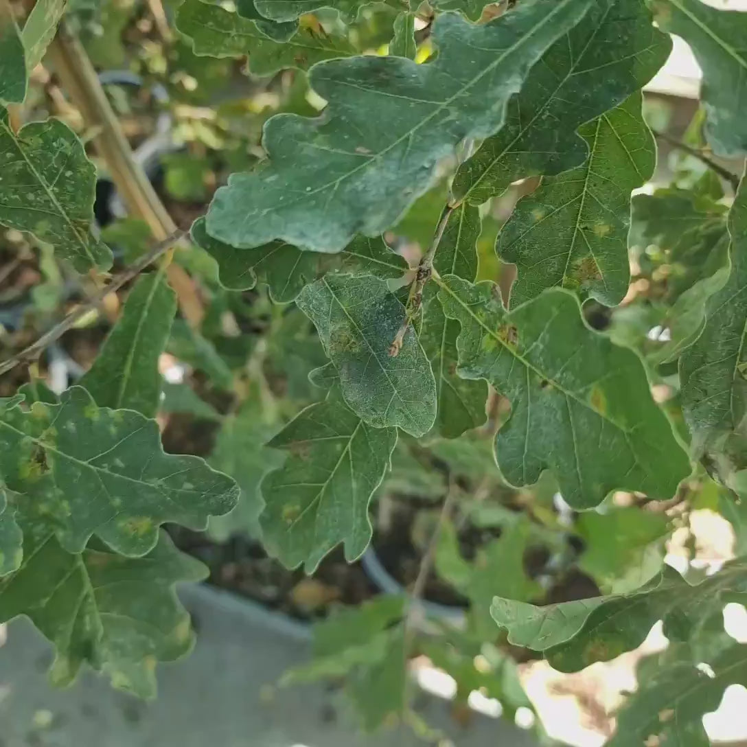 Stejar Pedunculat (Quercus robur), copac maiestuos, simbol al puterii si longevitatii
