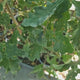 Stejar Pedunculat (Quercus robur), copac maiestuos, simbol al puterii si longevitatii