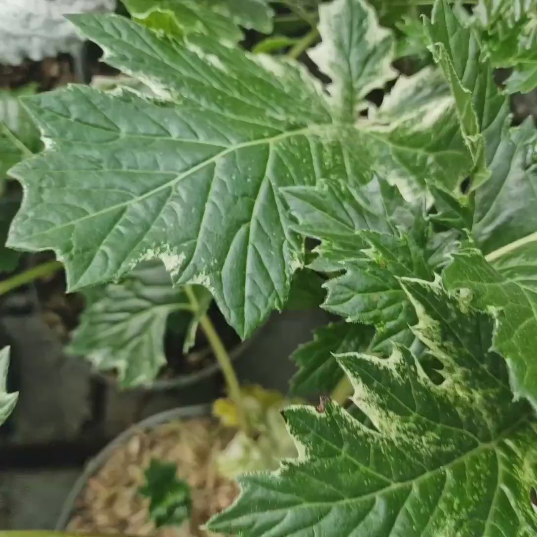 Acanthus Whitewater, planta perena variegata cu frunze decorative si flori elegante albe-roz