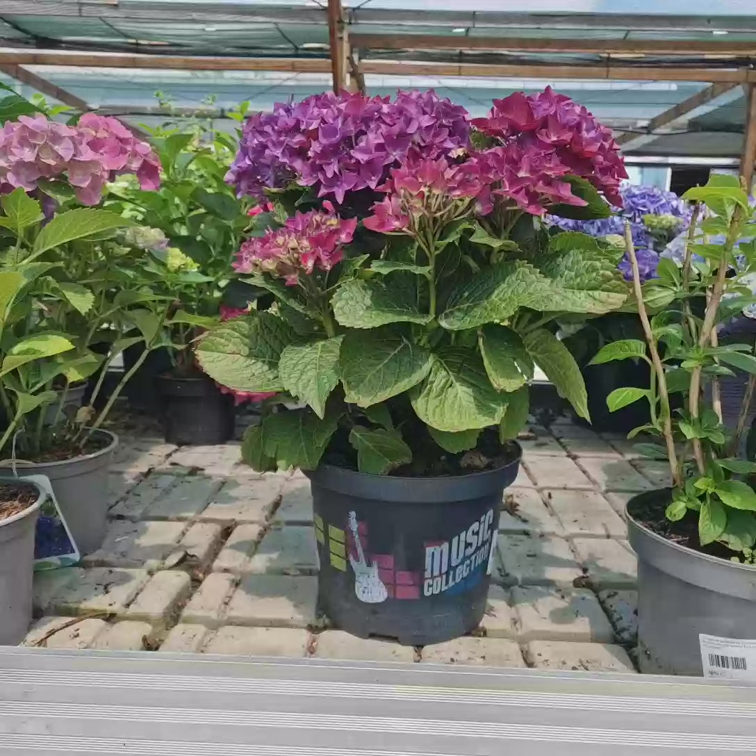 Hortensie macrophylla Deep Purple Dance – mov | Verdena – VERDENA