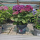 Hortensie macrophylla Deep Purple Dance – mov