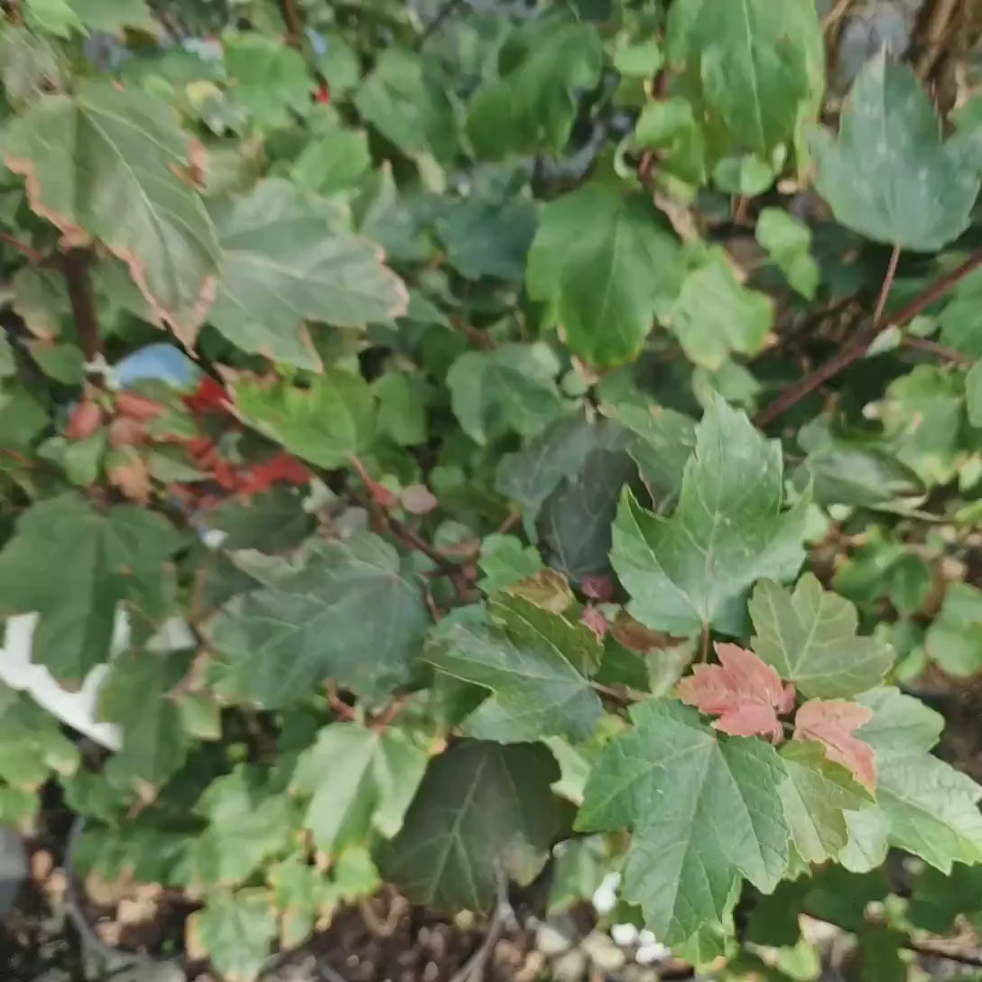 Artar Rosu Rubrum 'Summer Red', cu frunzis rosu de primavara si toamna, crestere rapida, coroana eleganta