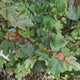 Artar Rosu Rubrum 'Summer Red', cu frunzis rosu de primavara si toamna, crestere rapida, coroana eleganta