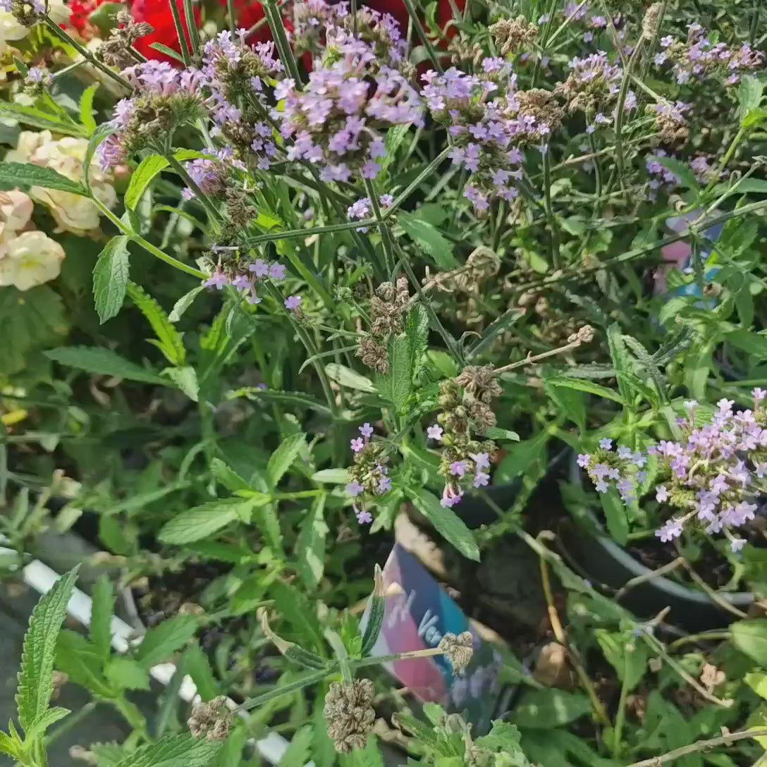 Verbena lavanda Lollipop, cu flori de culoarea lavandei, parfumata, autofertila, inflorire indelungata, rezistenta la seceta