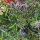 Verbena lavanda Lollipop, cu flori de culoarea lavandei, parfumata, autofertila, inflorire indelungata, rezistenta la seceta