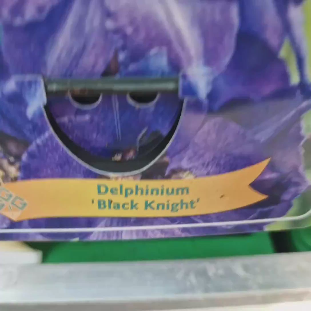 Nemtisor (Delphinium) Black Knight, planta perena cu flori albastru pe tije inalte, violet inchis intens, delphinium inalt decorativ pentru gradina insorita