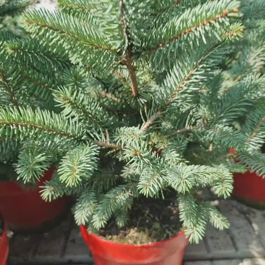 Molid Argintiu albastru (Picea Glauca) Super Blue, ace albastru-argintii, brad de craciun