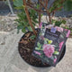 Escallonia laevis Pink Elle, flori roz intens, compact, rezistent la inghet