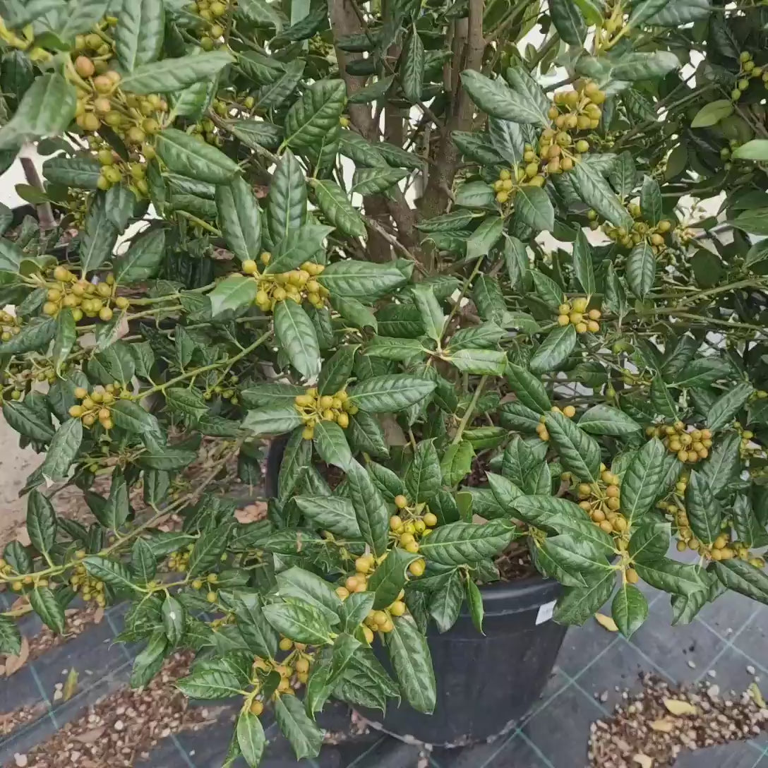 Laur Japonez (Ilex) Nellie R. Stevens, gard viu vesnic verde cu fructe rosii decorative, crestere rapida