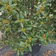 Laur Japonez (Ilex) Nellie R. Stevens, gard viu vesnic verde cu fructe rosii decorative, crestere rapida