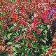 Salvia Salgoon Lake Flamingo, planta perena cu flori roz atragatoare si rezistenta la seceta