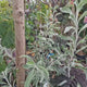 Par Ornamental argintiu (Pyrus Salicifolia Pendula), cu frunze grii-argintii