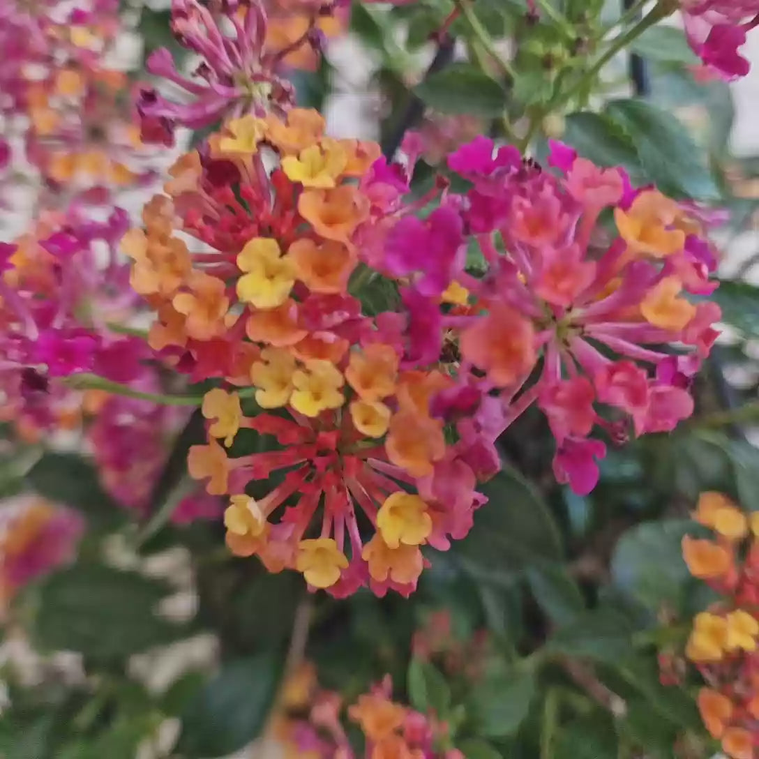 Regina fluturilor (Lantana) Havana Rose, cu flori roz-piersic parfumate si inflorire continua, Inflorescente multicolore cu efect de curcubeu tropical