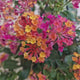 Regina fluturilor (Lantana) Havana Rose, cu flori roz-piersic parfumate si inflorire continua, Inflorescente multicolore cu efect de curcubeu tropical