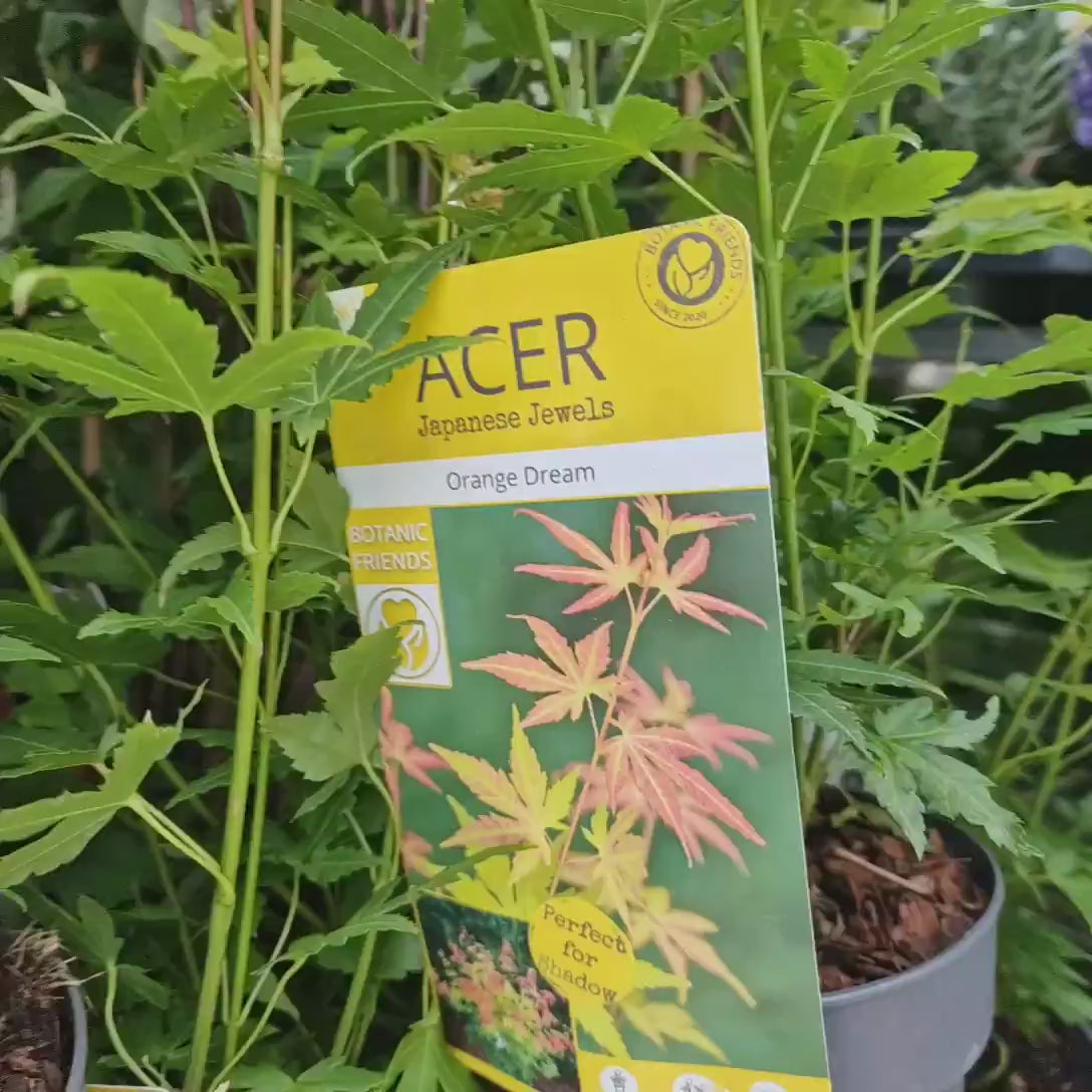 Artar Japonez Auriu Orange Dream, frunzis galben intens primavara si vara si portocaliu toamna, perfect pentru umbra