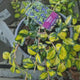 Saschiu cu frunza mica aurie Illumination (Vinca Minor), taratoare, vesnic verde, flori mov primavara, semi-umbra sau umbra