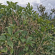 Ilex Fals Japonez Osmanthus Fragrans, arbust vesnic verde cu flori albe parfumate si frunzis lucios, usor de intretinut