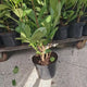 Laur Englezesc Vesnic Verde Rotundifolia (Laurocires), vesnic verde, gard viu rapid, rezistent la boli, frig si caldura, inflorire decorativa