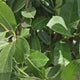 Laur Englezesc Vesnic Verde Rotundifolia (Laurocires), vesnic verde, gard viu rapid, rezistent la boli, frig si caldura, inflorire decorativa