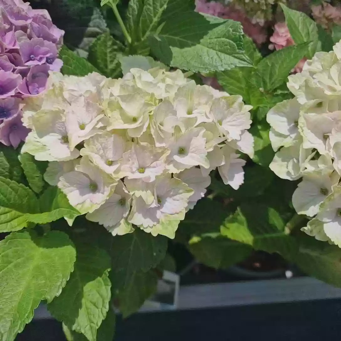 Hortensie macrophylla – alba
