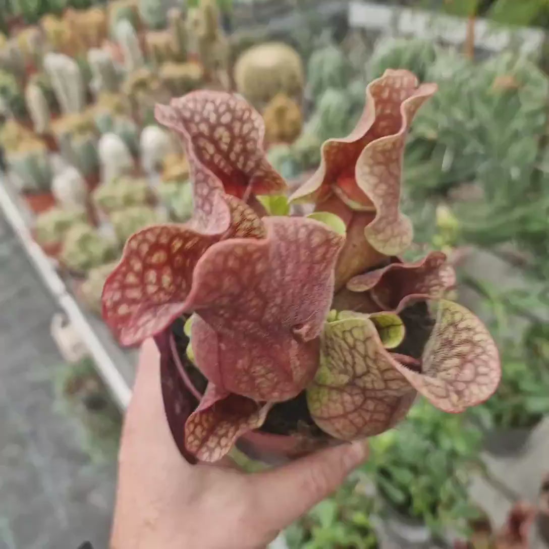 Planta Carnivora, Planta Ulcior (Sarracenia Purpurea Venosa Verde), pentru ghiveci, cu frunze-capcana decorative - 25 cm