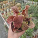 Planta Carnivora, Planta Ulcior (Sarracenia Purpurea Venosa Verde), pentru ghiveci, cu frunze-capcana decorative - 25 cm