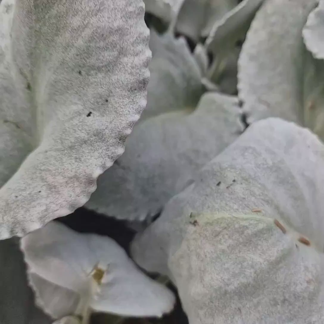 Cineraria Senecio Angel Wings, cu frunze argintii-albe pufoase si catifelate, usor de intretinut, rezistenta