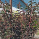 Liliac Indian Copac (Lagerstroemia) Lavender Lace, decorativ cu flori mov-lavanda, inflorire lunga
