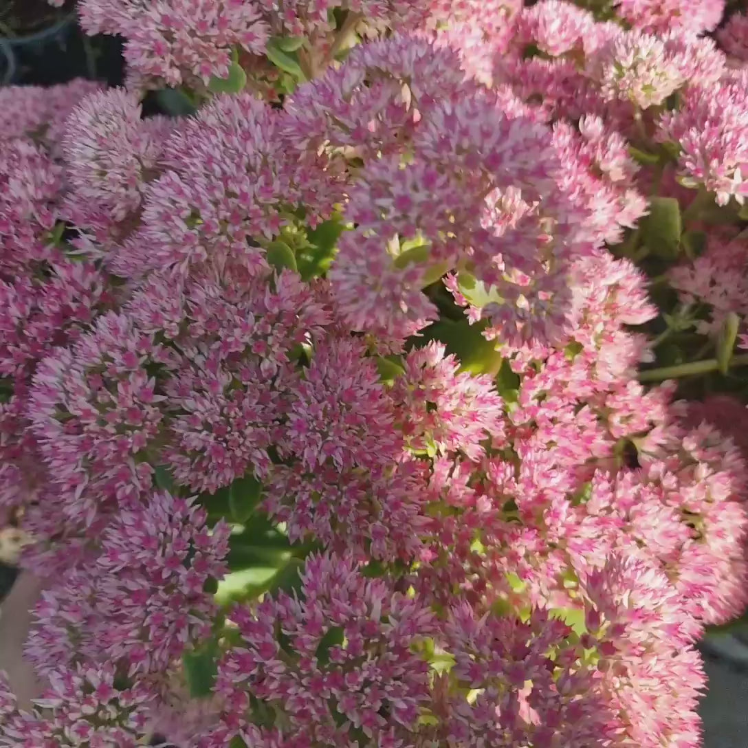 Iarba Grasa (Sedum) Herbstfreude, planta perena suculenta cu flori roz, rezistenta la seceta si frig