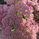 Iarba Grasa (Sedum) Herbstfreude, planta perena suculenta cu flori roz, rezistenta la seceta si frig