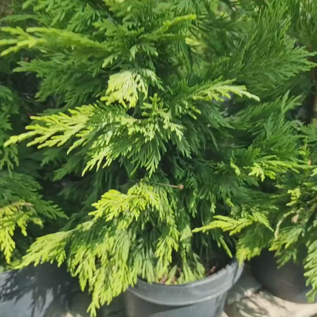 Chiparos Leylandii Castlewellan Gold, gard viu vesnic verde