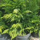 Chiparos Leylandii Castlewellan Gold, gard viu vesnic verde