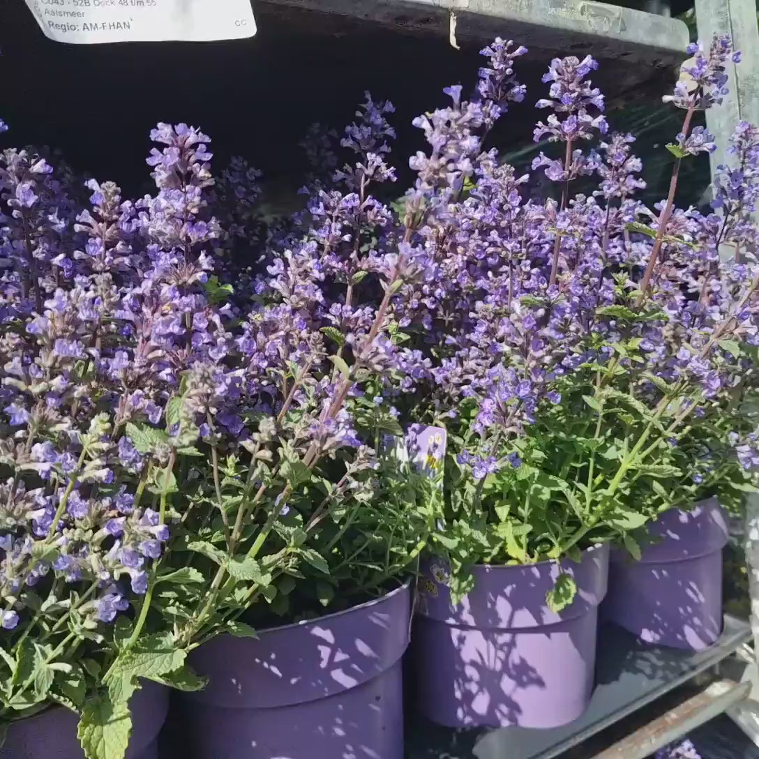 Menta Pisicii (Nepeta Purrsian Blue), planta perena parfumata, melifera, rezistenta la seceta si frig