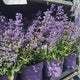 Menta Pisicii (Nepeta Purrsian Blue), planta perena parfumata, melifera, rezistenta la seceta si frig