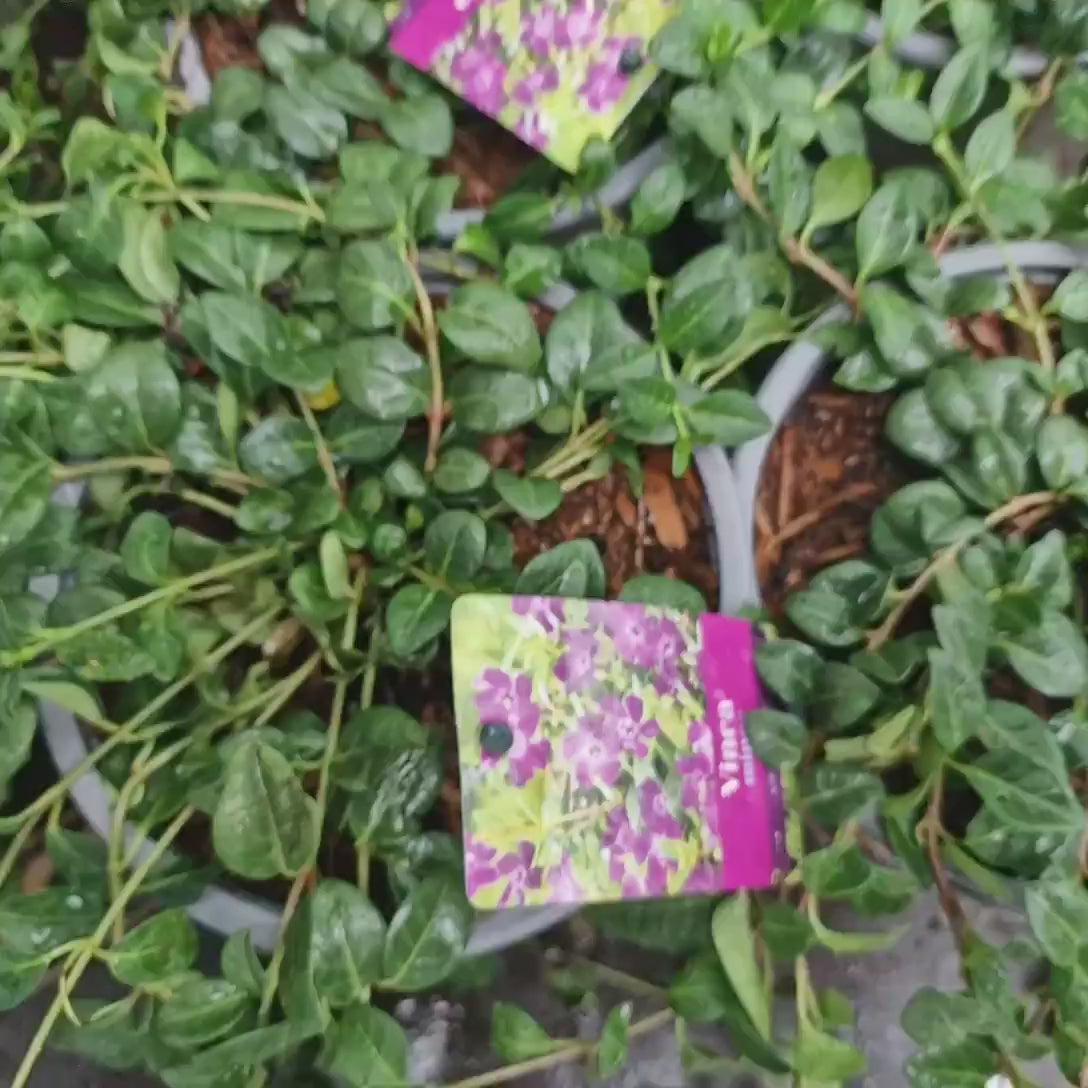 Saschiu cu frunza mica (Vinca Minor Atropurpurea), taratoare, vesnic verde cu flori purpurii-burgundiu, pentru semi-umbra sau umbra