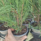 Ienupar columnar albastru de Munte Blue Arrow, conifer albastru decorativ, rezistent la ger, ideal pentru spatii inguste