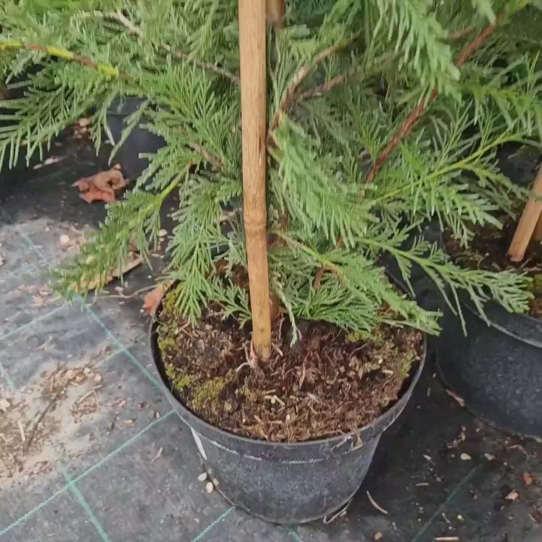 Chiparos Leylandii,  gard viu rapid vesnic verde, crestere rapida, conifer foare rezistent la boli