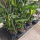 Strelitzia Nicolai, Pasarea alba a paradisului, 90-100 cm, planta exotica mare ,cu frunze tropicale uriase, decorative, pentru interior