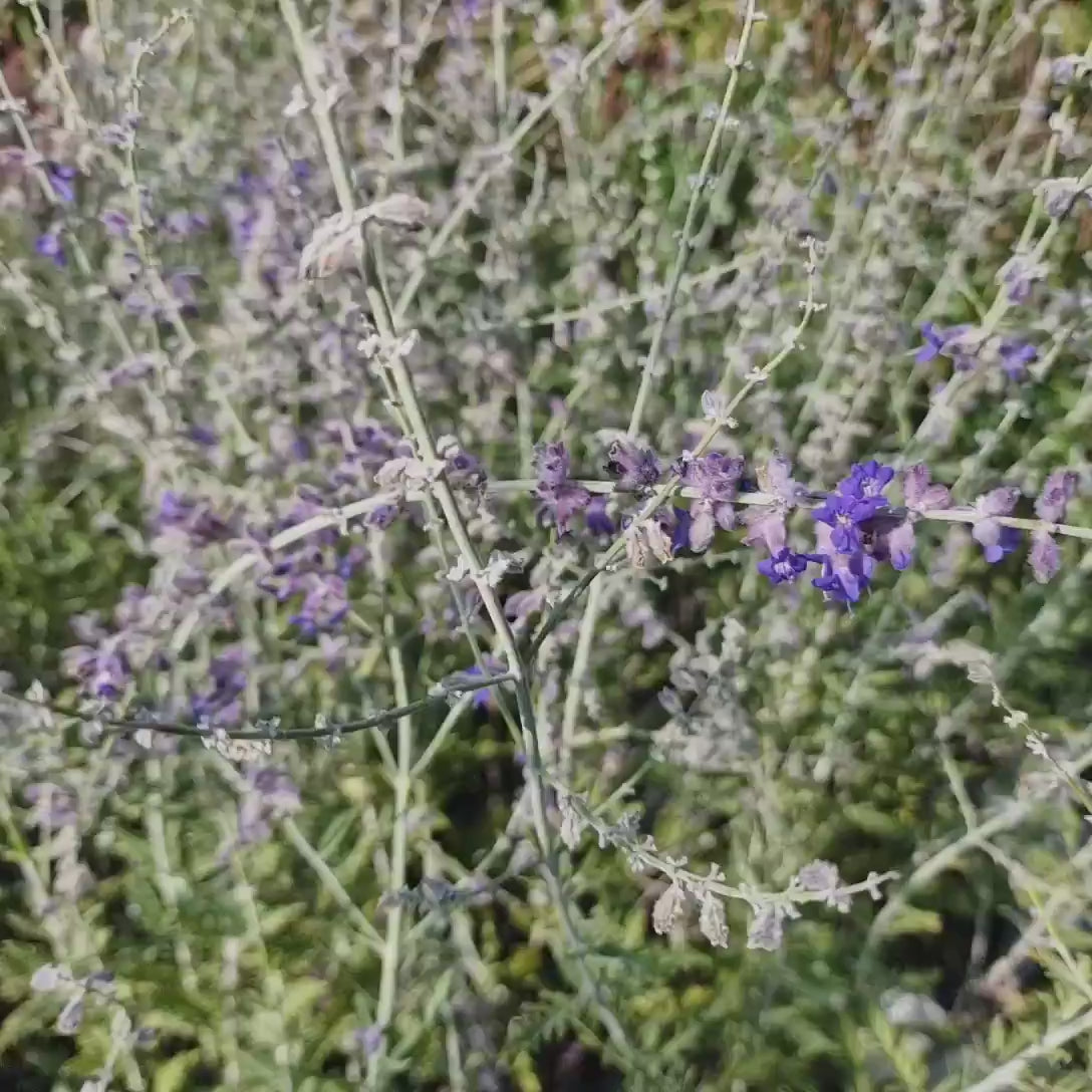 Salvie Ruseasca Blue Spire, cu spicuri albastre parfumate, frunzis argintiu aromat, rezistenta seceta, inflorire lunga si bogata