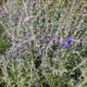 Salvie Ruseasca Blue Spire, cu spicuri albastre parfumate, frunzis argintiu aromat, rezistenta seceta, inflorire lunga si bogata