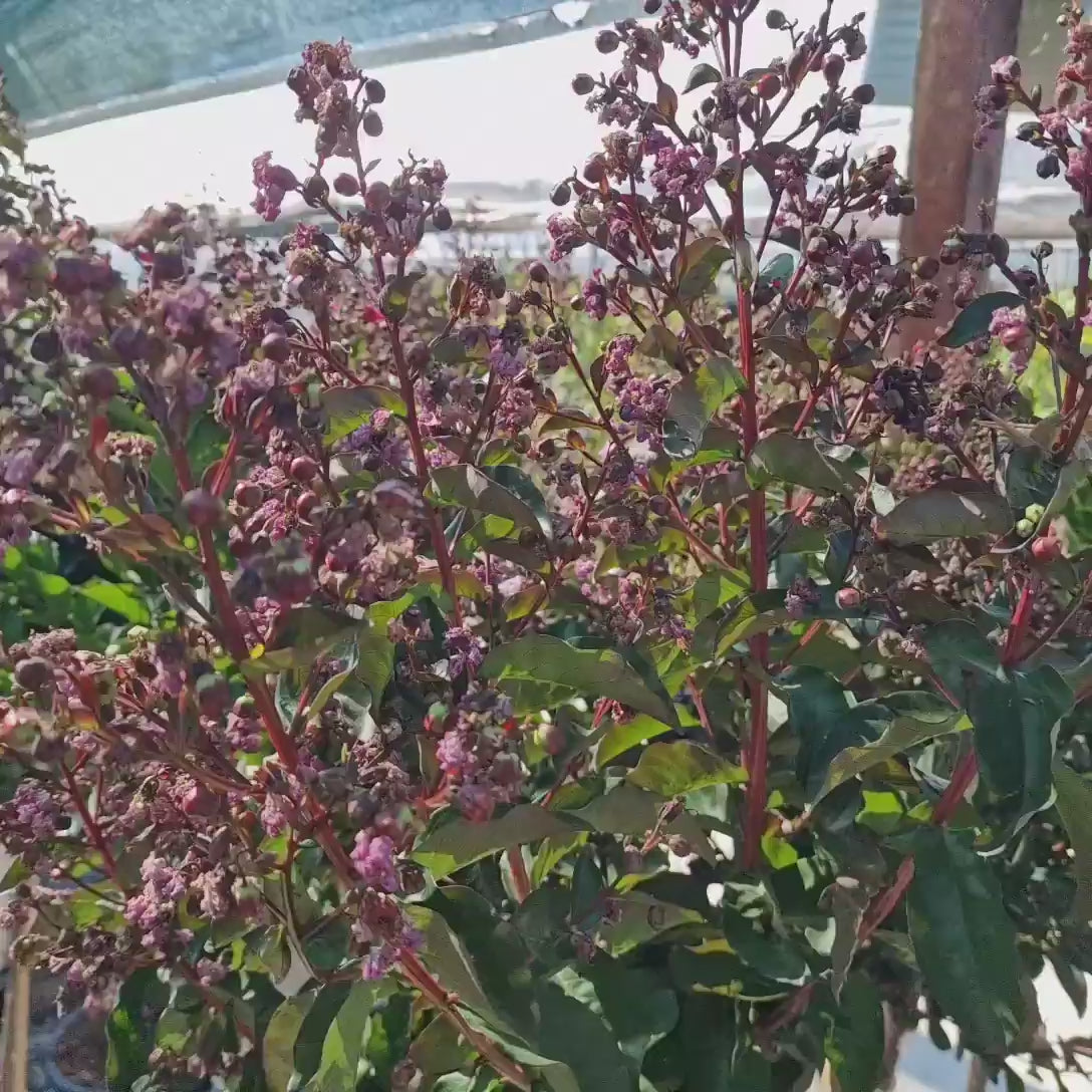 Liliac Indian Copac (Lagerstroemia) Rhapsody in Pink, copac decorativ cu flori roz intens, inflorire lunga, crestere rapida