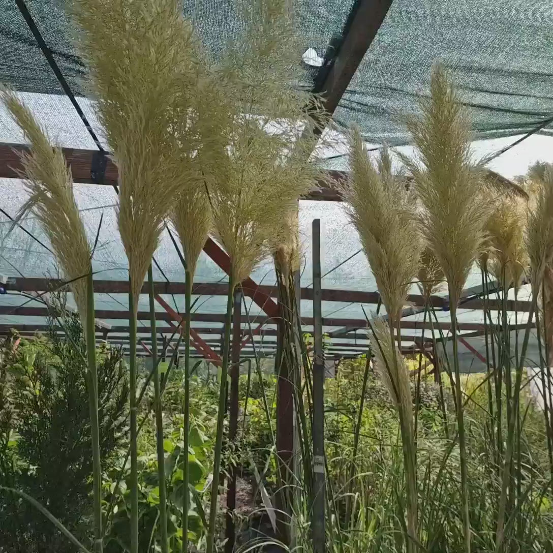 Iarba de Pampas Selloana (Cortaderia), cu spice mari albe, foarte inalta la maturitate, crestere rapida