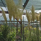 Iarba de Pampas Selloana (Cortaderia), cu spice mari albe, foarte inalta la maturitate, crestere rapida