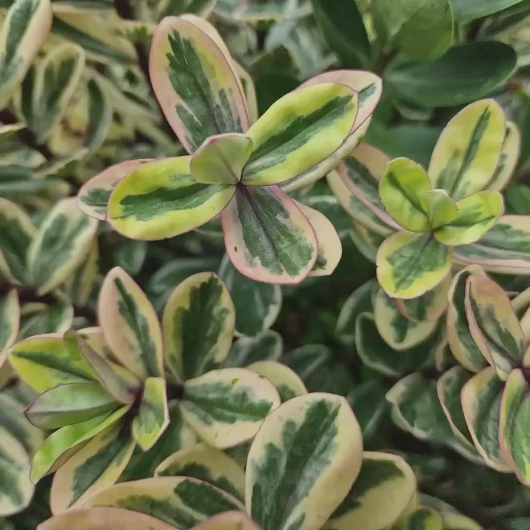 Hebe Andersonii Variegata Classica, arbust decorativ pitic cu flori mov-roz, frunzis tricolor, ideal pentru borduri si ghivece, rezistenta ridicata la frig si seceta