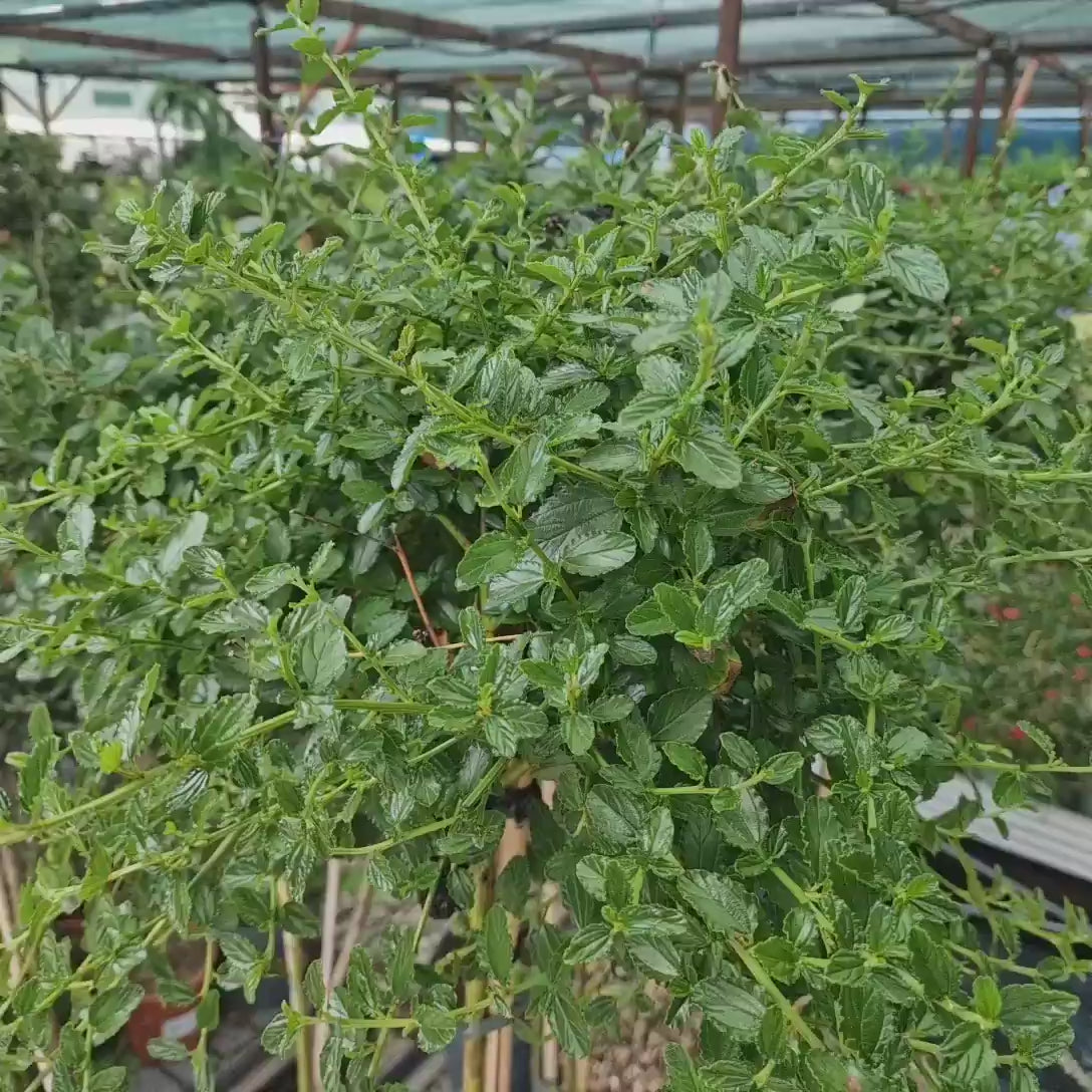 Liliac Californian Tip Copac Repens (Ceanothus Thyrsiflorus), cu flori albastre, vesnic verde