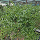Liliac Californian Tip Copac Repens (Ceanothus Thyrsiflorus), cu flori albastre, vesnic verde