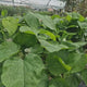 Catalpa Nana Globulara (Arbore Trompeta), copac decorativ, coroana densa, ideal pentru gradini si alei