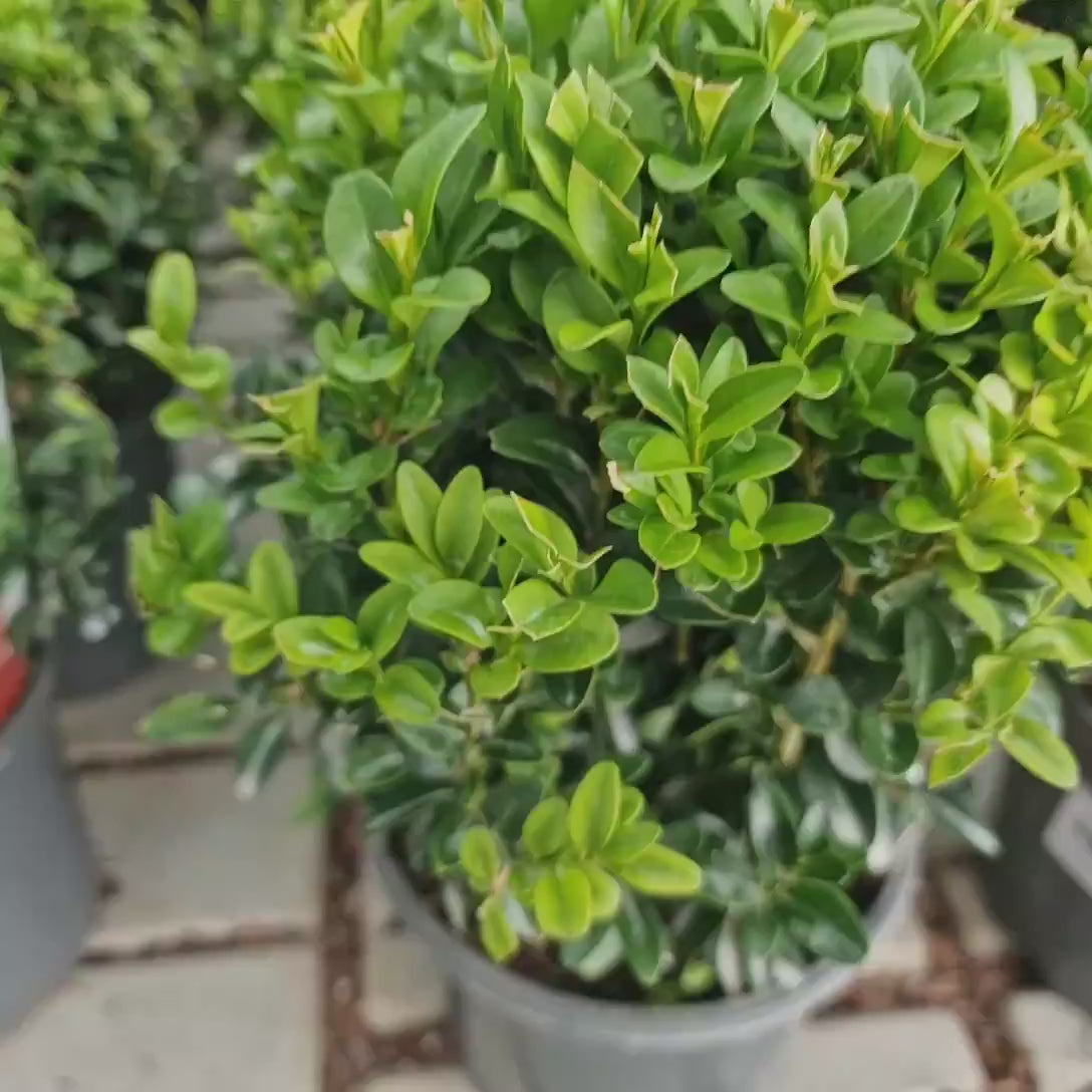 Buxus Sempervirens Sferic (Cimisir), forma globulara, vesnic verde, aspect elegant pentru gradina